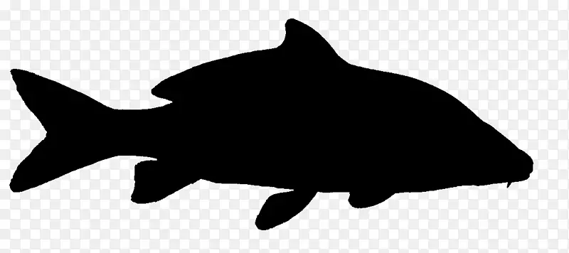 海豚鲨鱼