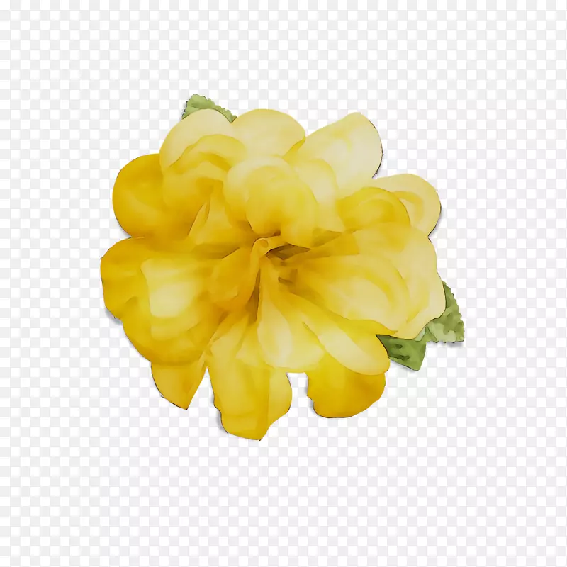 黄色切花