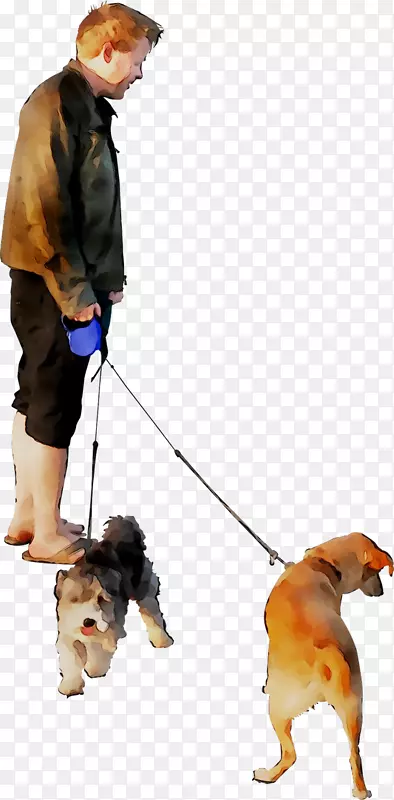 犬种服从训练带狗行走