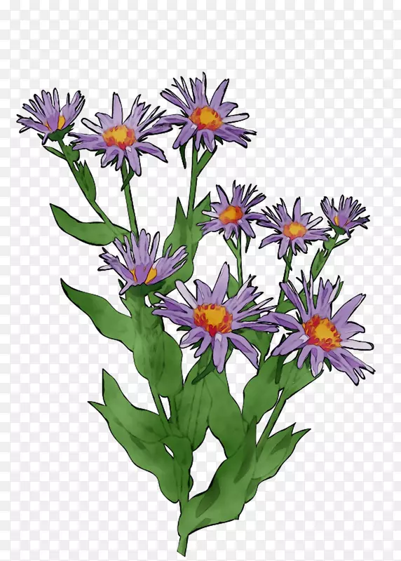 一年生草本植物紫色植物