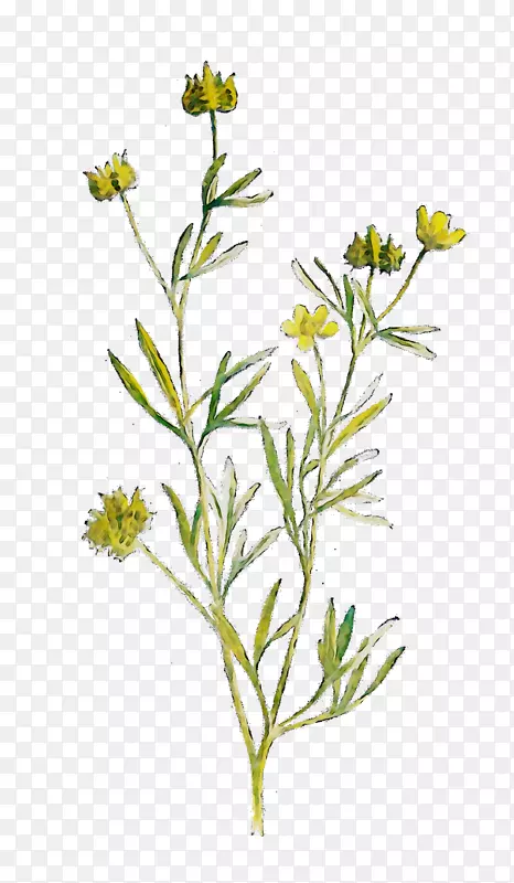 细枝植物茎芥菜花亚灌木