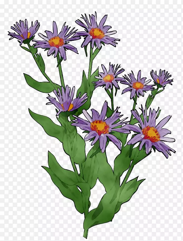 紫切花一年生植物野花