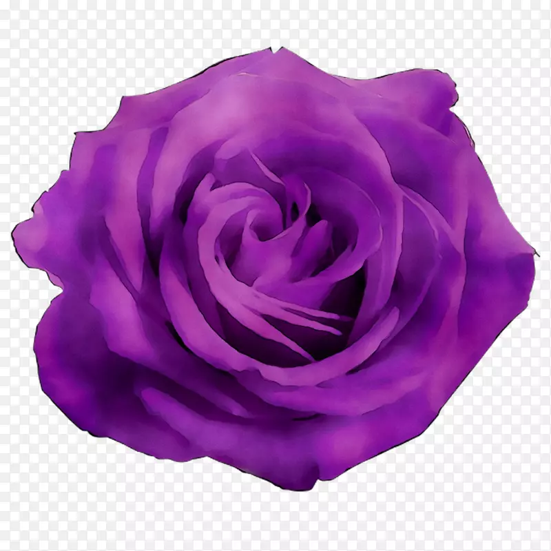 花园玫瑰，卷心菜，紫花瓣