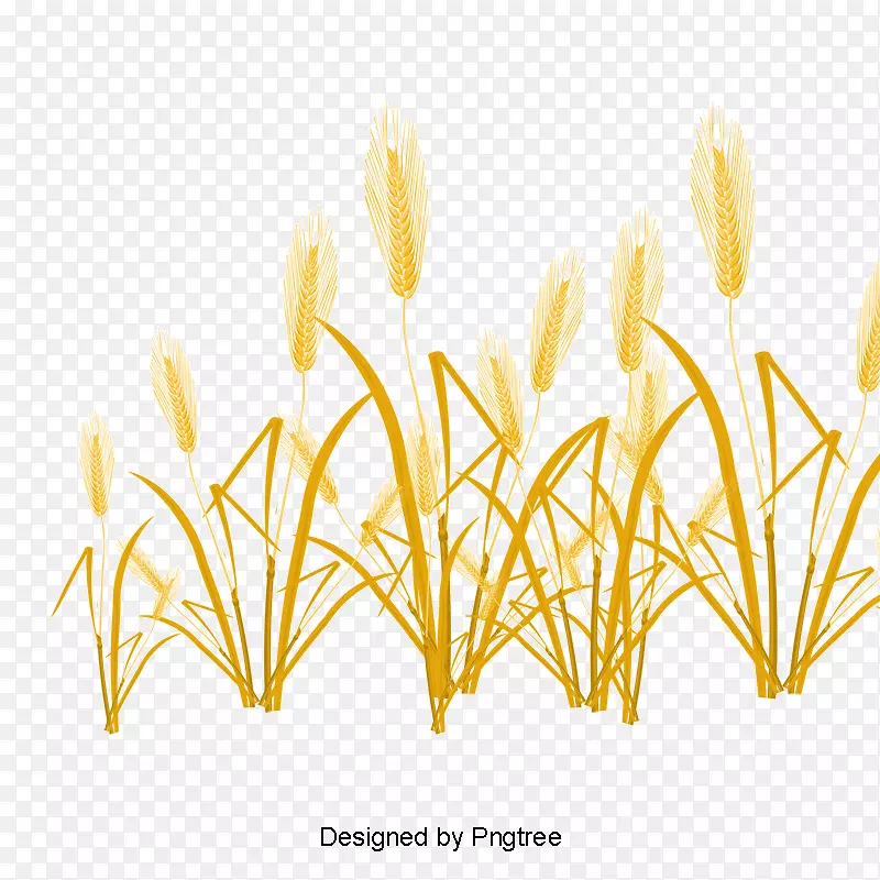 小麦图形png网络绘图草.小麦