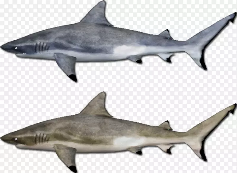 大白鲨，安魂曲鲨，角鲨，鲭鱼鲨，海洋生物学-阿雷西夫旗帜