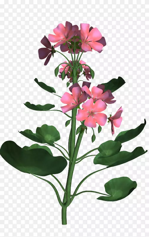 印加百合花卉设计切花草本植物茎-3D花卉