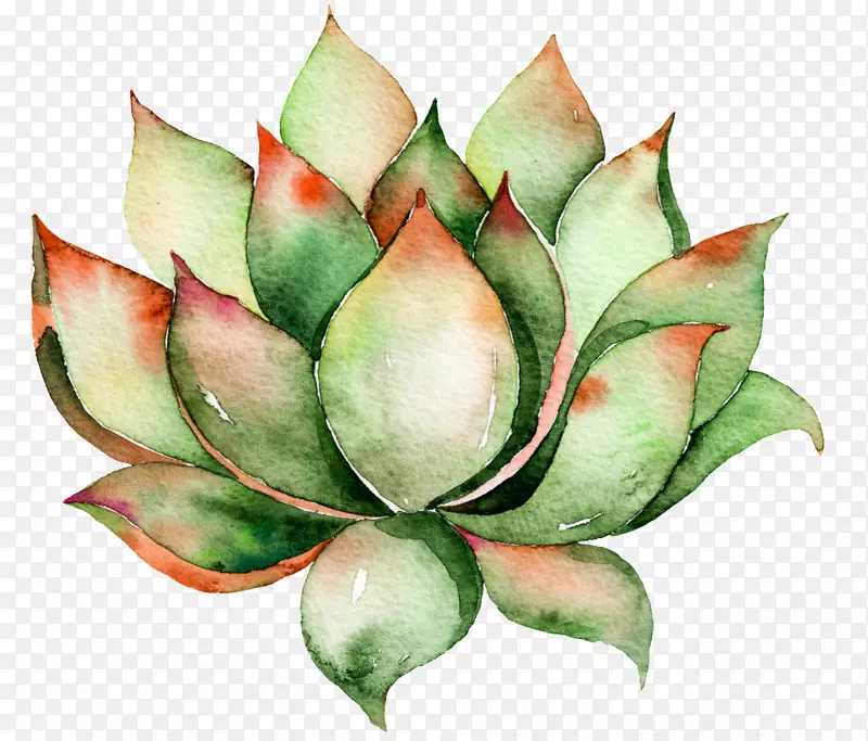 仙人掌和肉质植物形象水彩画-容量和体积