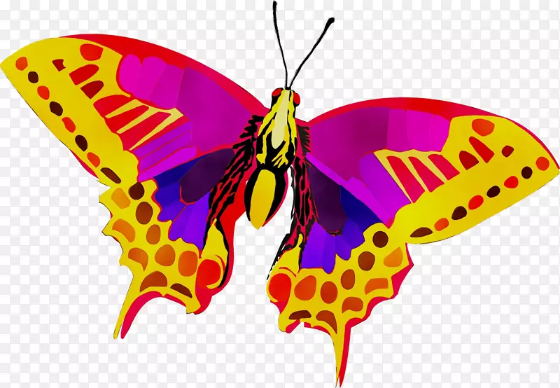 帝王蝴蝶，刷子，蝴蝶，飞蛾，剪贴画，对称