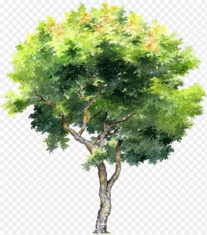 树木插画PNG图片素材下载_图片编号6640394-PNG素材网