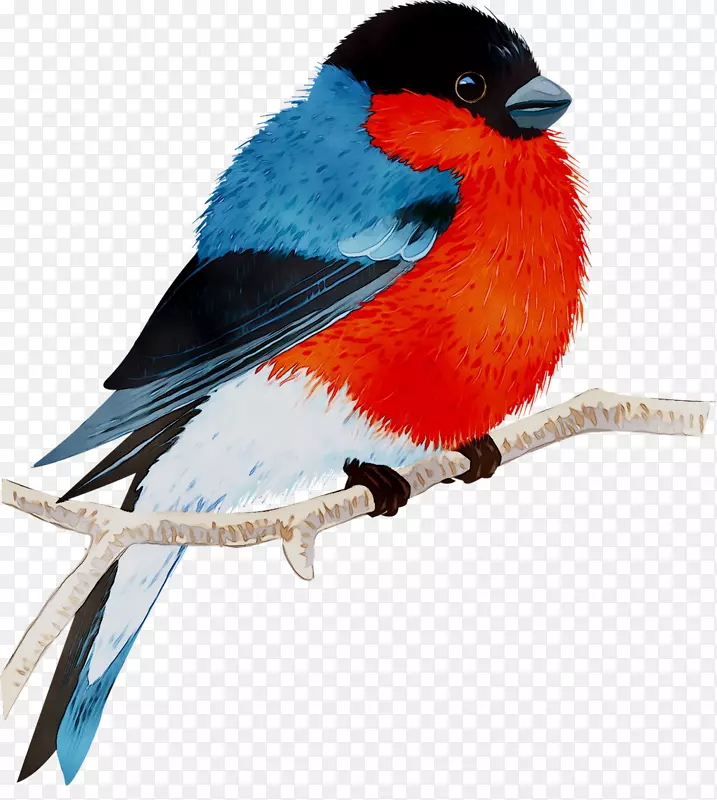 雀喙羽毛蓝知更鸟系统公司。
