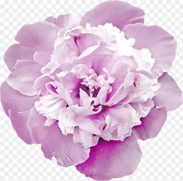 牡丹切花花园玫瑰康乃馨芭拉丝