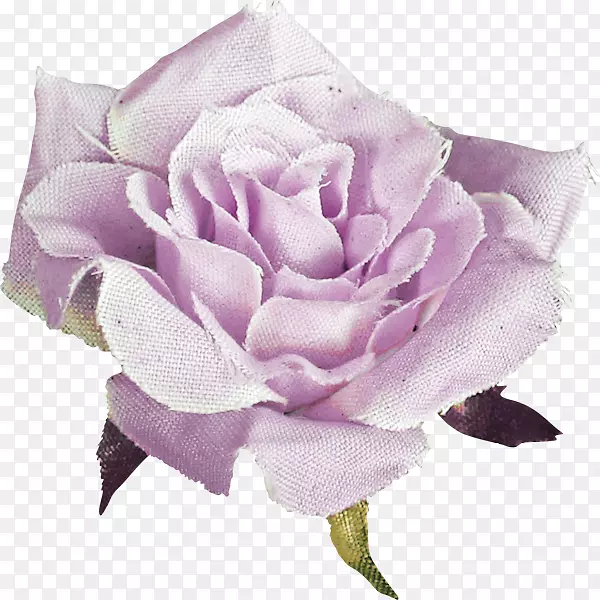 花园玫瑰，卷心菜，玫瑰花，切花，花瓣-芭拉丝