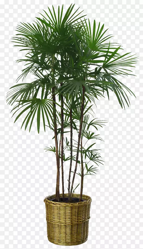盆栽室内植物花盆png图片棕榈树.植物