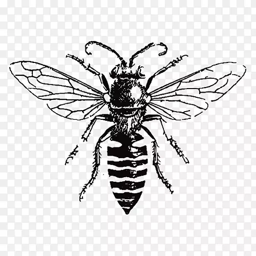 欧洲黑蜜蜂画大黄蜂图片-蜜蜂