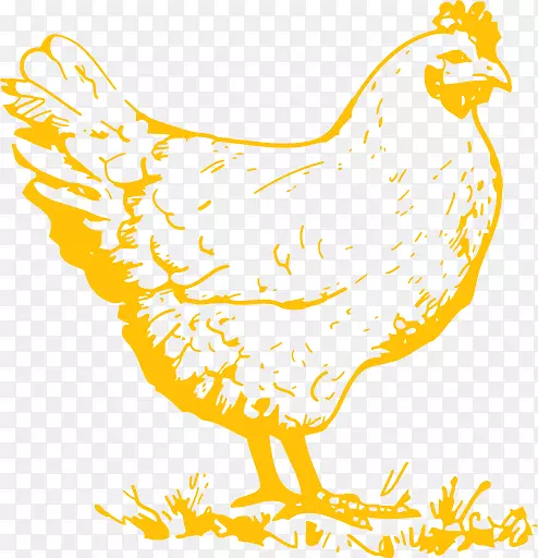 科钦鸡普利茅斯岩石鸡夹艺术鸡作为食物插图-鸡蛋