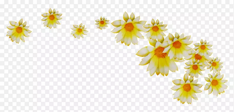 菊花黄色花型向日葵