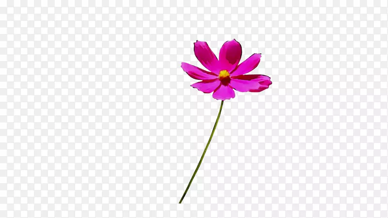 花瓣粉红色紫色花紫罗兰