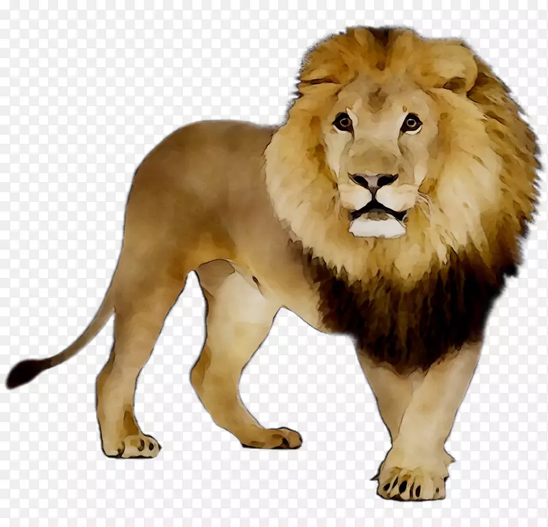 狮子虎视频剪辑水彩画