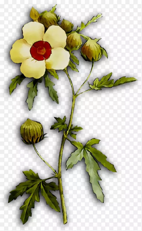 玫瑰科花卉设计植物茎