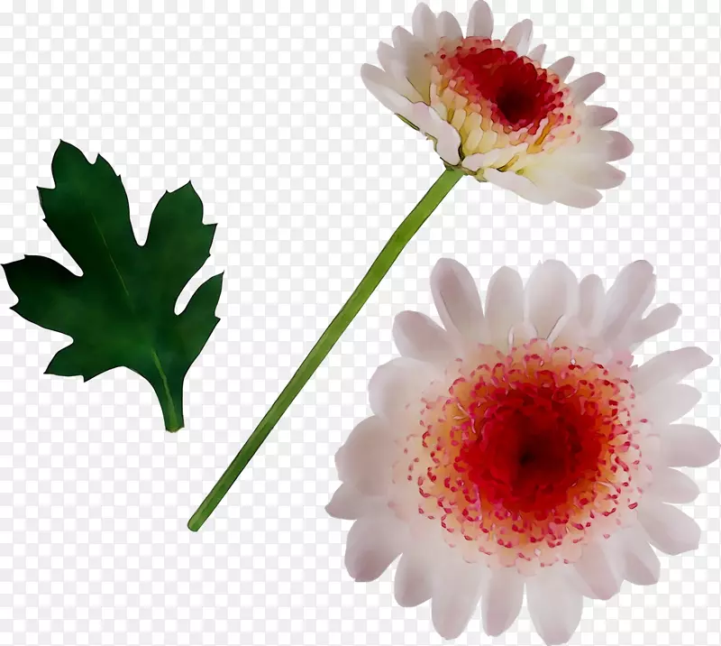 德兰士瓦雏菊
