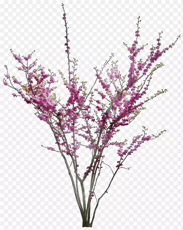 小枝植物茎切花紫色