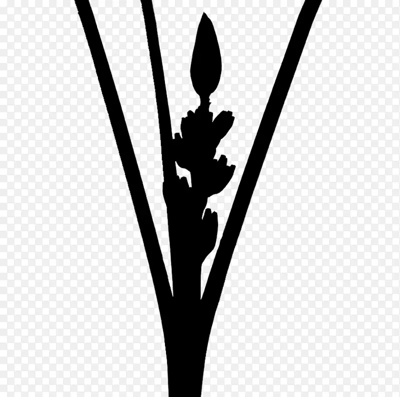 叶线角植物茎字体