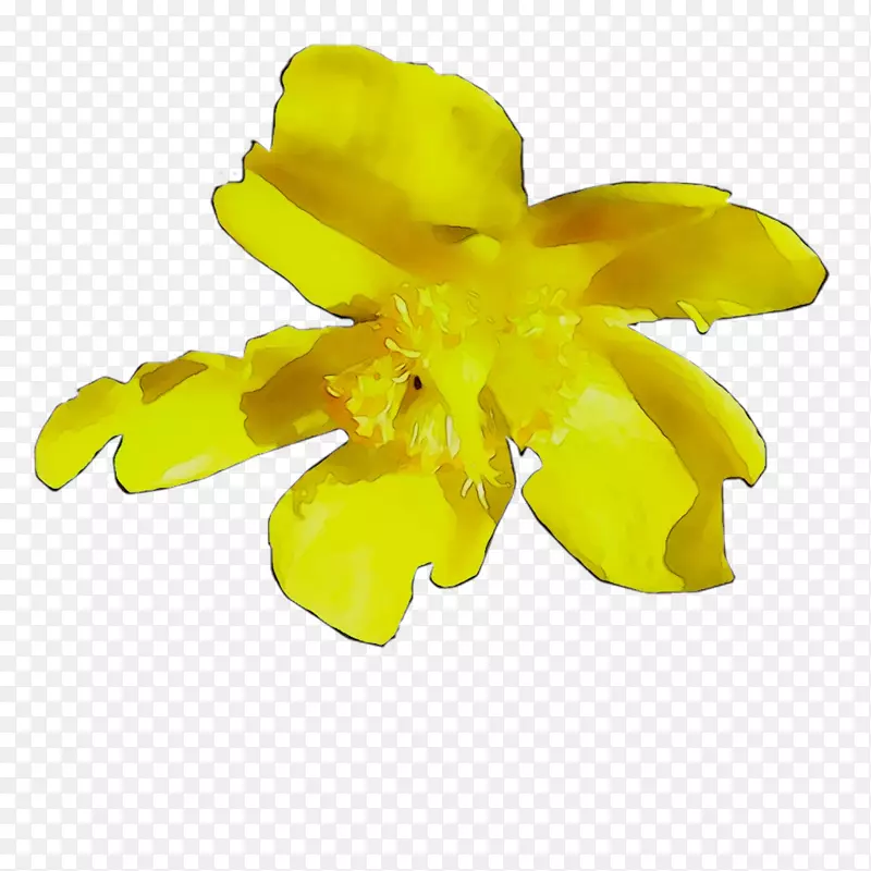 黄色切花开花植物