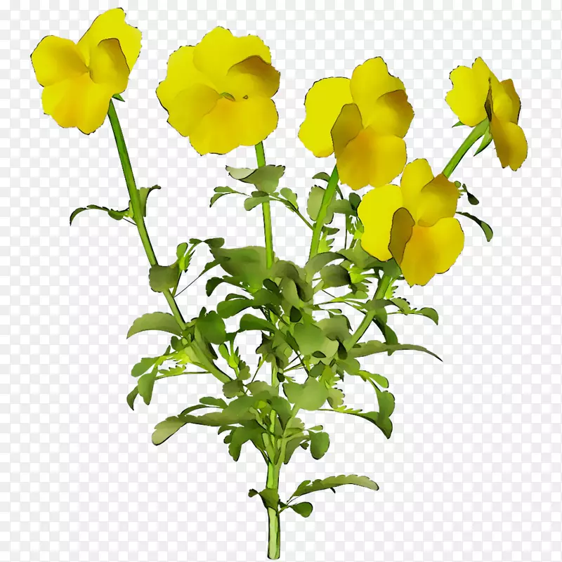 切花芥菜黄色植物茎草本植物