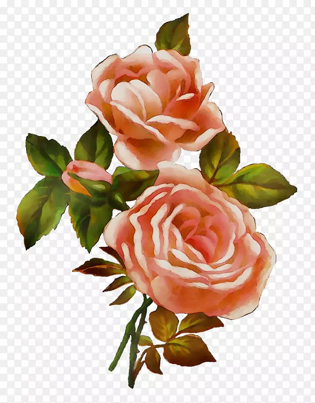 花园玫瑰，卷心菜，玫瑰，花卉设计，切花