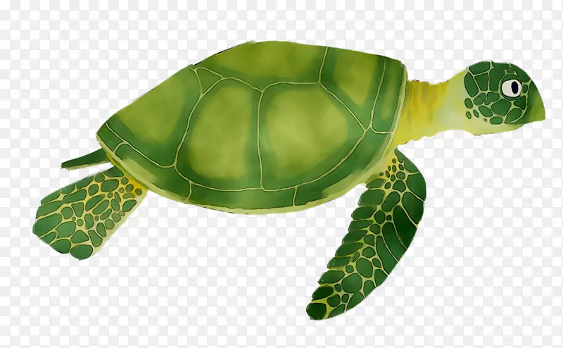 甲鱼海龟塘龟