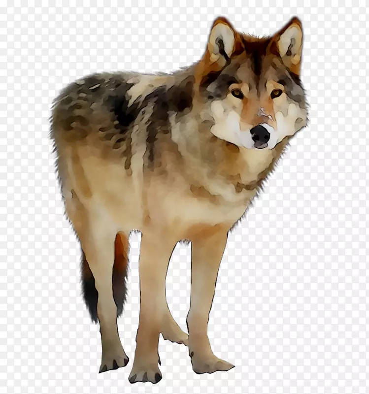萨鲁士狼狗捷克斯洛伐克狼美洲印第安犬阿拉斯加苔原狼