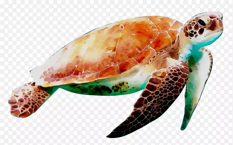 海龟环保爬行动物png图片绿海龟