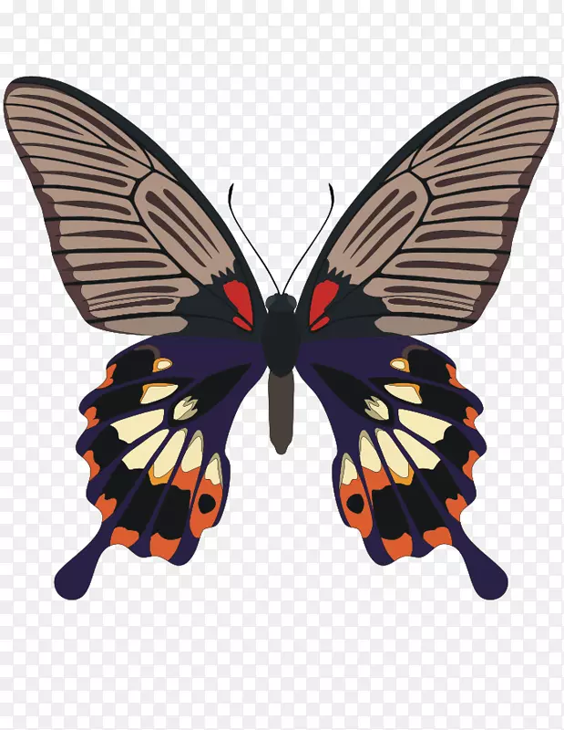 蝴蝶昆虫图片-免费节肢动物-蝴蝶