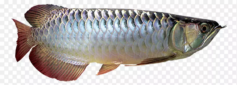 亚细亚罗瓦纳银鱼非洲罗瓦纳鱼-鱼