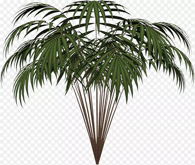 棕榈树叶剪贴画槟榔棕榈树叶