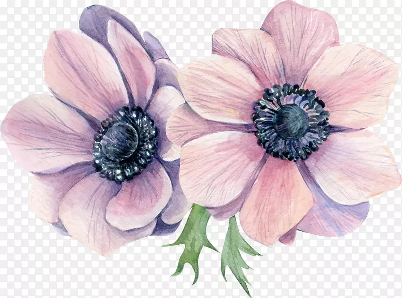 海葵水彩画插图花卉