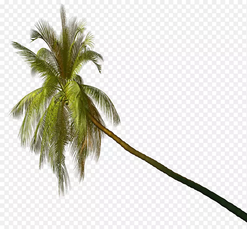 亚洲棕榈树椰子叶植物-椰子