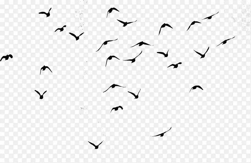 鸟群数据飞行图像