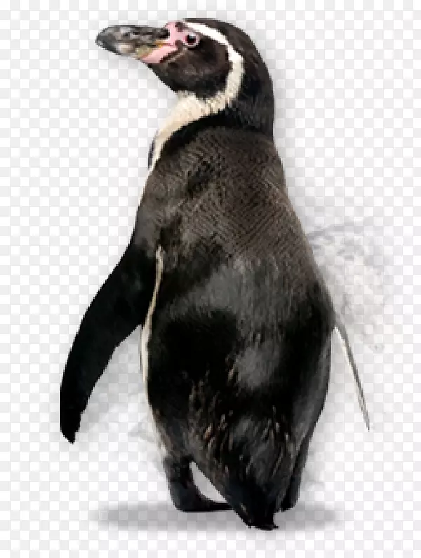 企鹅png图片透明图像科瓦尔斯基企鹅