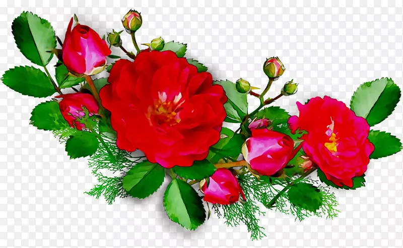 花园玫瑰生日花束祝结婚纪念日