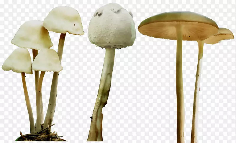 蘑菇产品设计