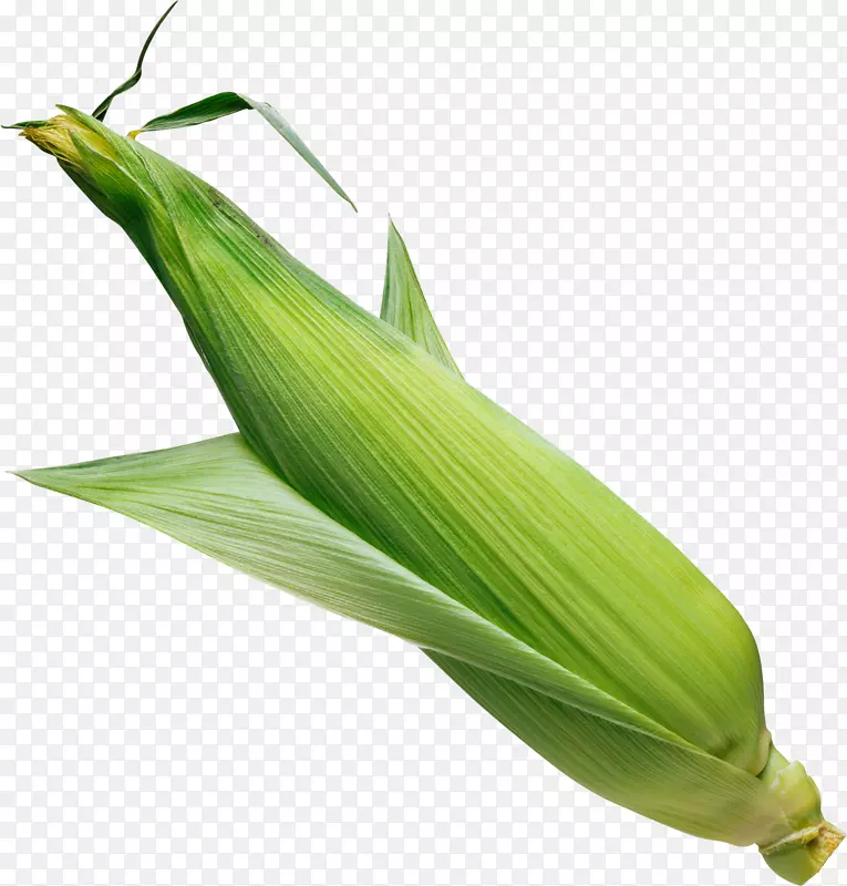 玉米上的玉米芯打火石玉米png网络图像甜玉米-玉米uni 27透明背景