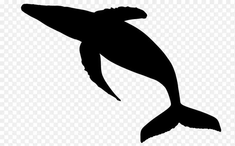 图库溪海豚动物剪贴画喙