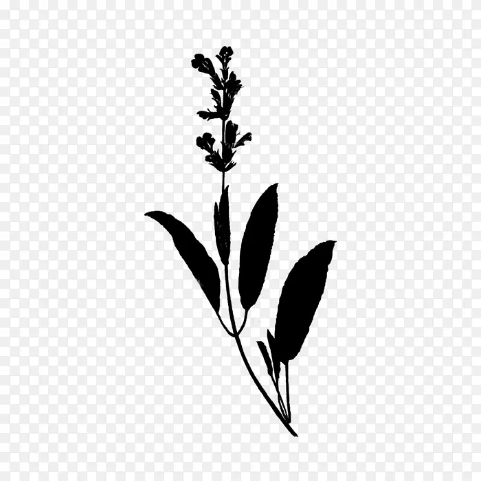 迷迭香梨属植物鼠尾草植物茎
