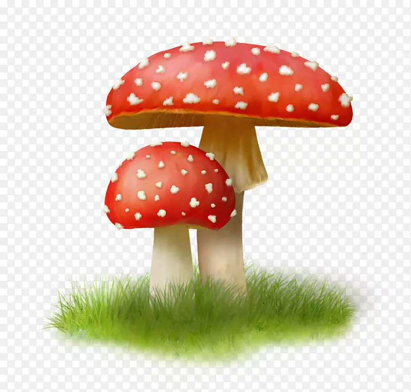 蘑菇图像真菌png图片剪辑艺术蘑菇