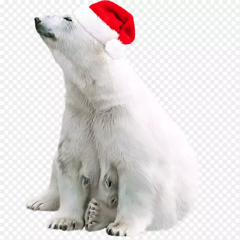 北极熊棕熊png图片图像北极熊