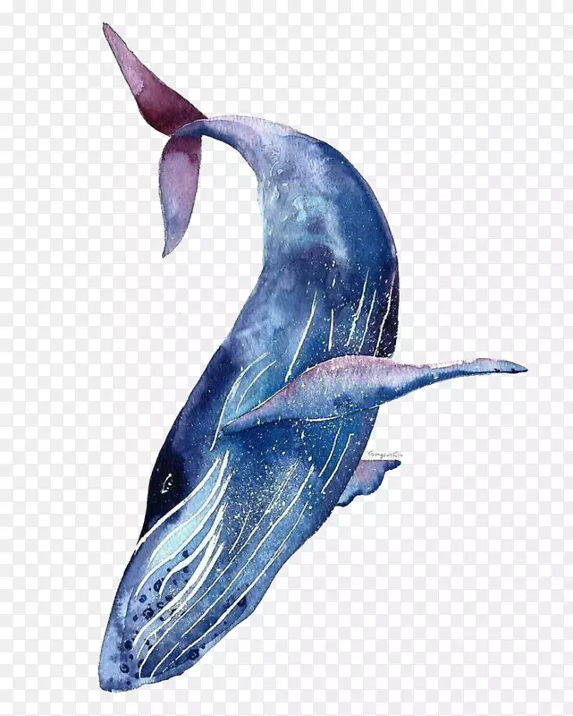 水彩：动物水彩画蓝鲸画