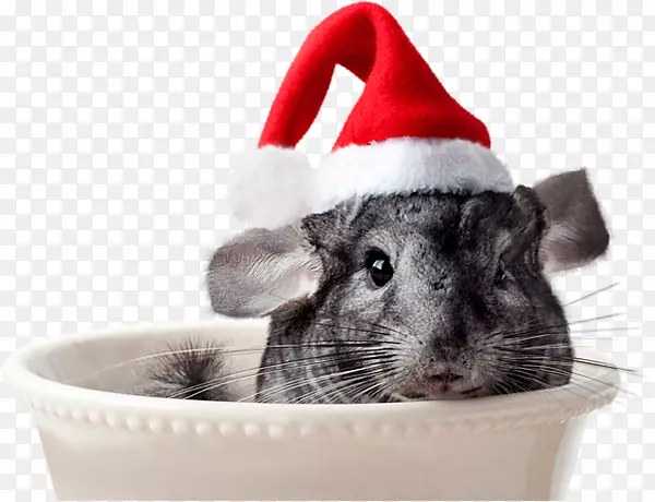 圣诞节，仓鼠圣诞老人咧嘴一笑-圣诞老人