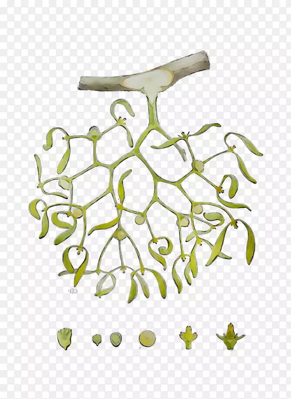 嫩枝植物茎叶花卉产品设计