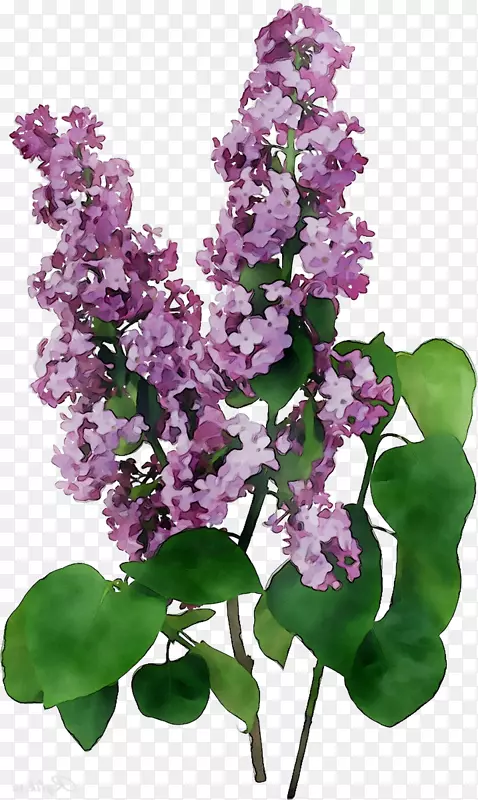 紫丁香薰衣草